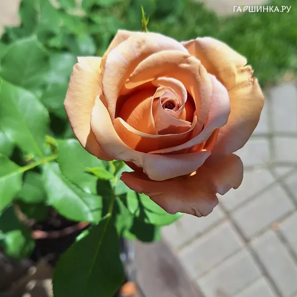 превью изображения отзыва