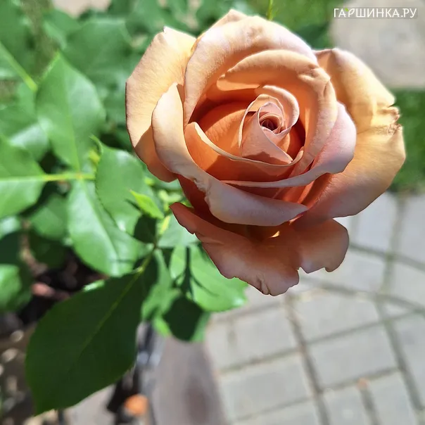 превью изображения отзыва
