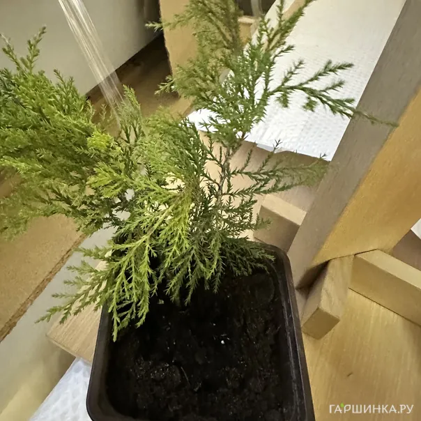 превью изображения отзыва