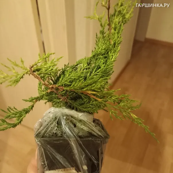 превью изображения отзыва