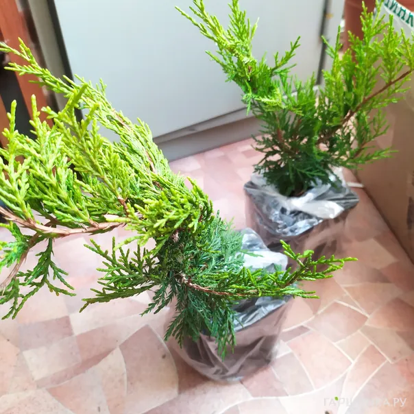 превью изображения отзыва