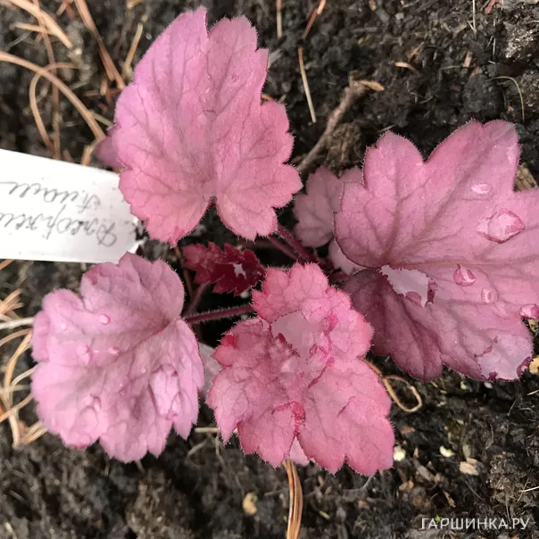 превью изображения отзыва