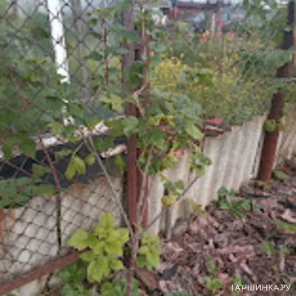 превью изображения отзыва