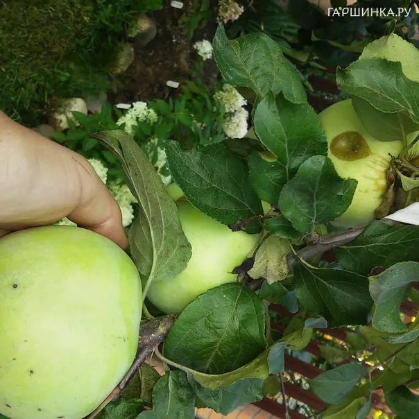 превью изображения отзыва