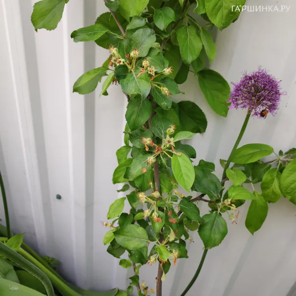 превью изображения отзыва