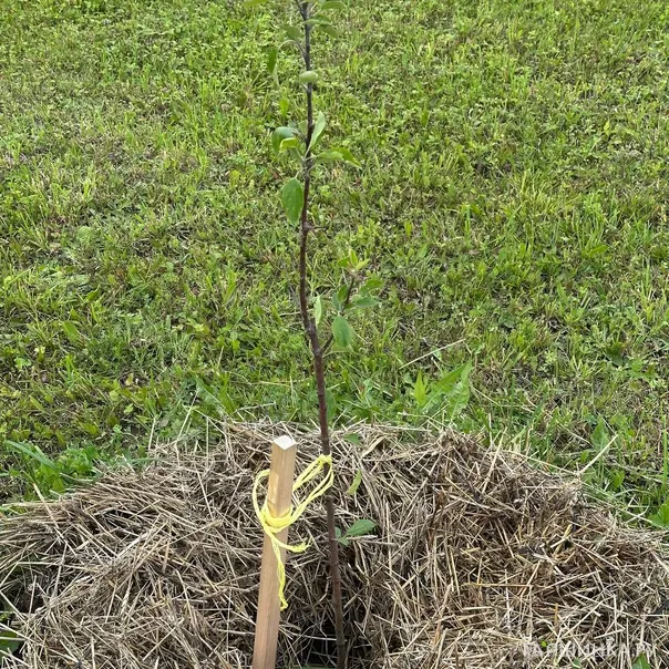 превью изображения отзыва