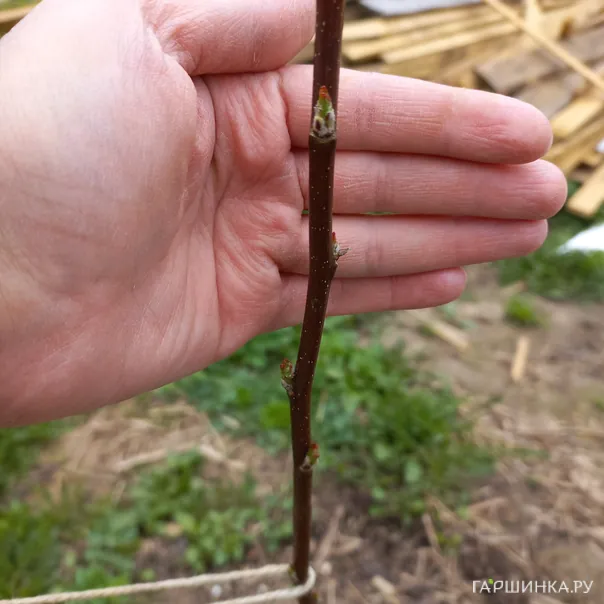 превью изображения отзыва