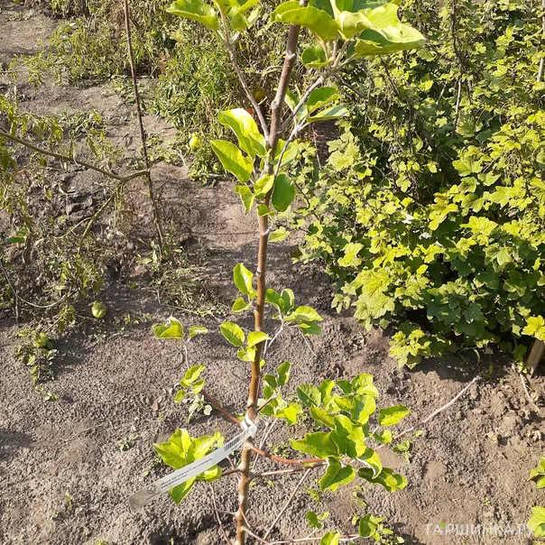 превью изображения отзыва