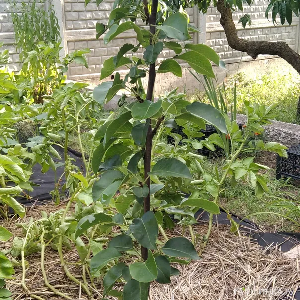 превью изображения отзыва