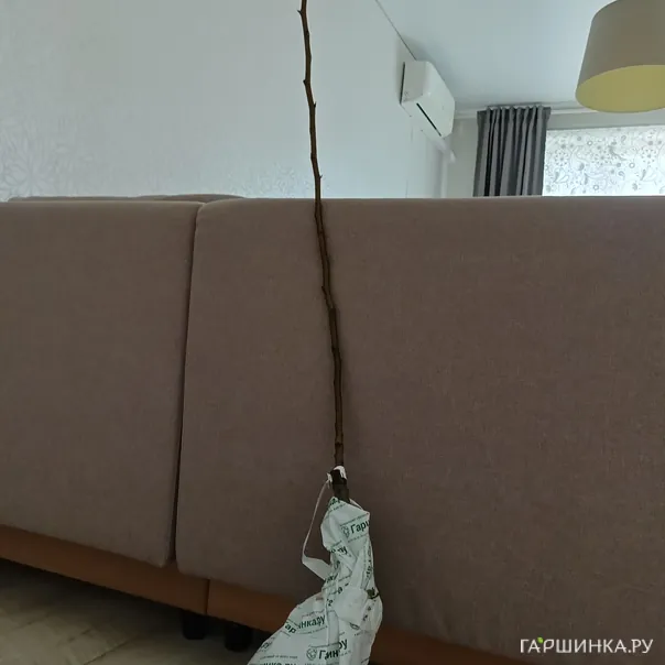 превью изображения отзыва