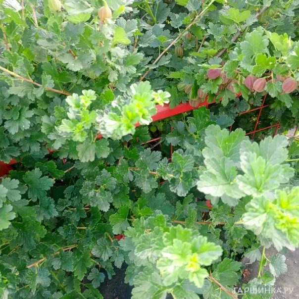 превью изображения отзыва