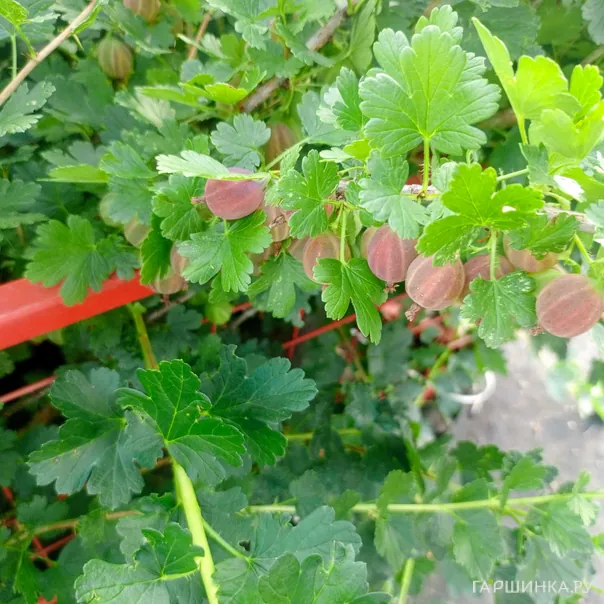 превью изображения отзыва