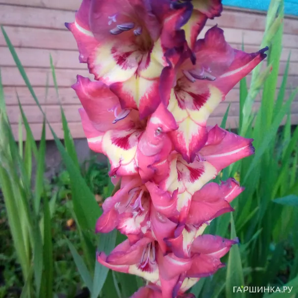 превью изображения отзыва