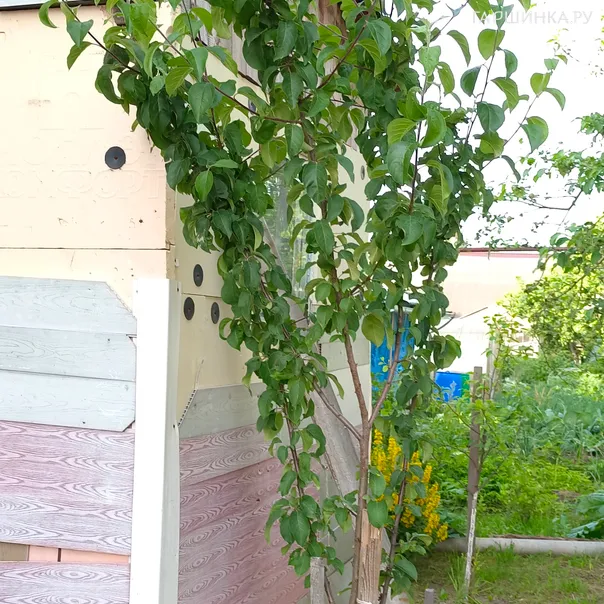 превью изображения отзыва