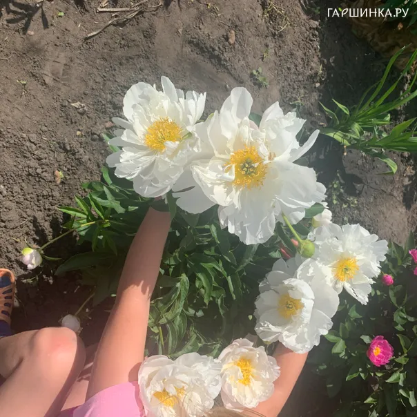 превью изображения отзыва