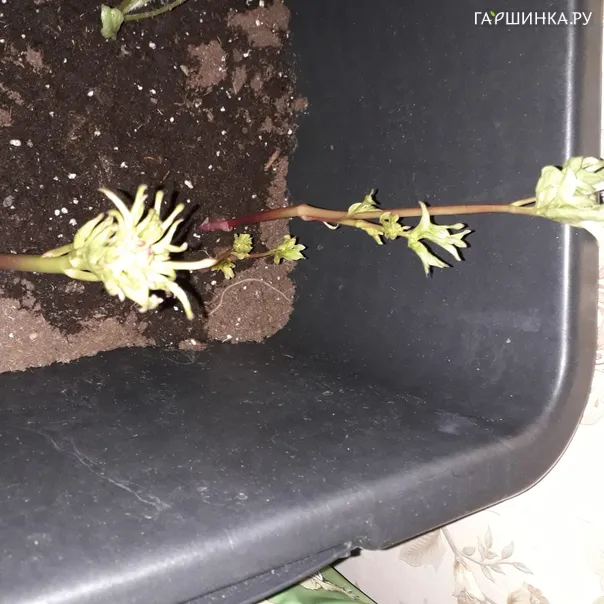 превью изображения отзыва