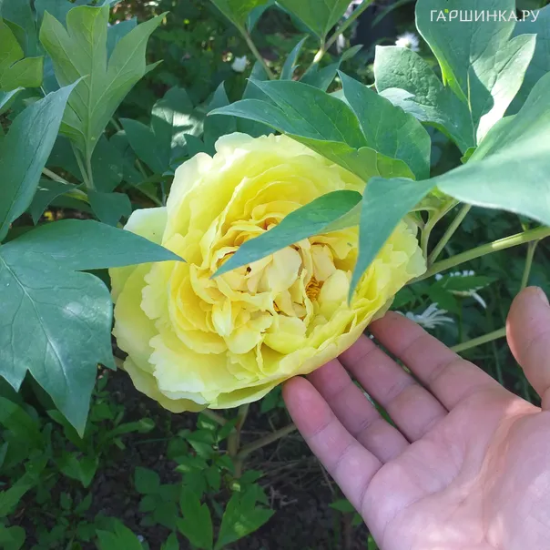 превью изображения отзыва