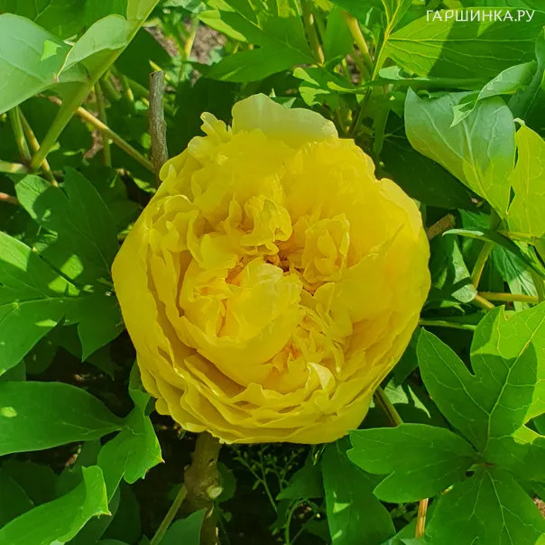 превью изображения отзыва