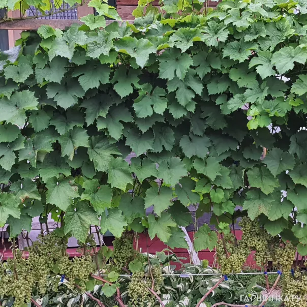 превью изображения отзыва