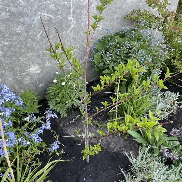 превью изображения отзыва