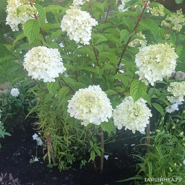 превью изображения отзыва