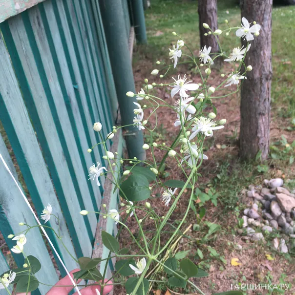 превью изображения отзыва