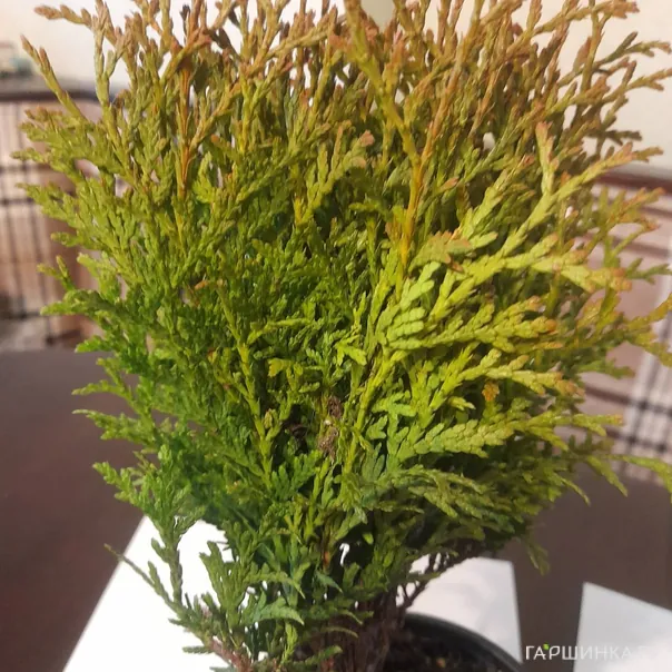 превью изображения отзыва