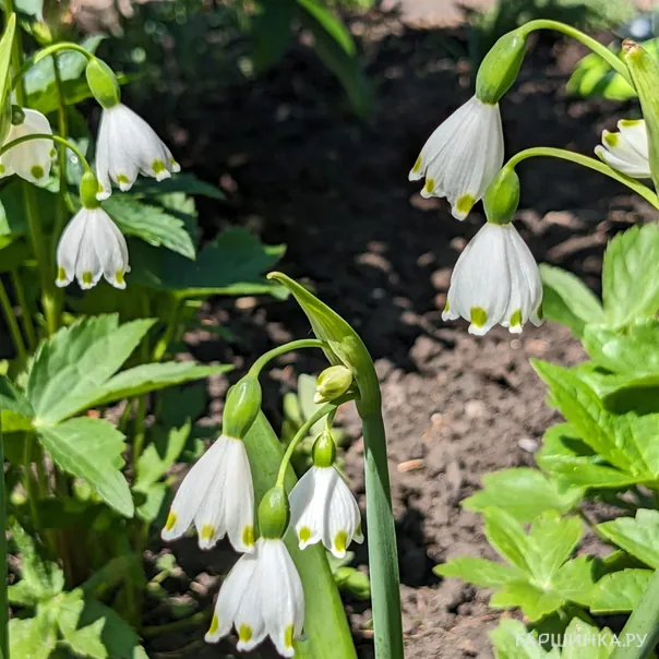 превью изображения отзыва