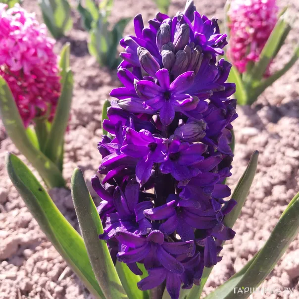 превью изображения отзыва