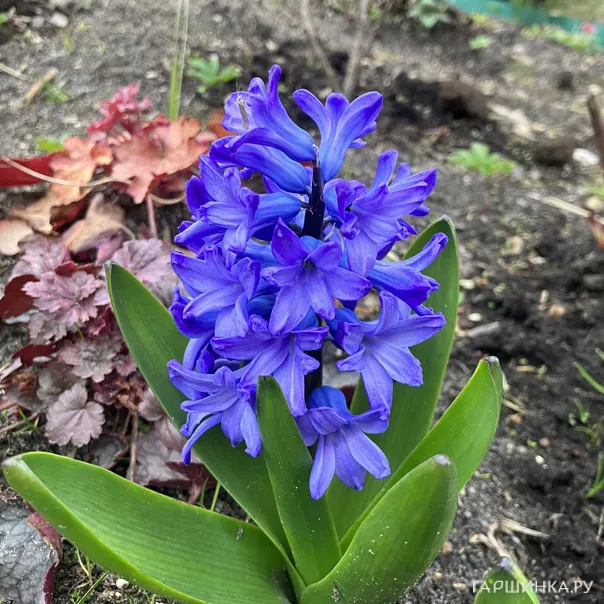 превью изображения отзыва