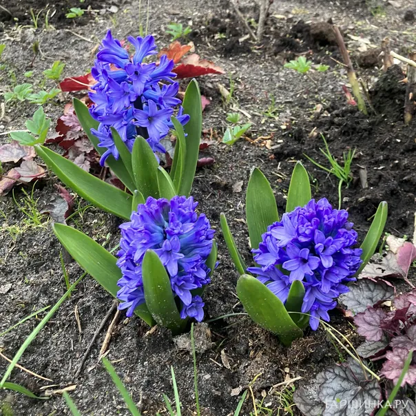 превью изображения отзыва