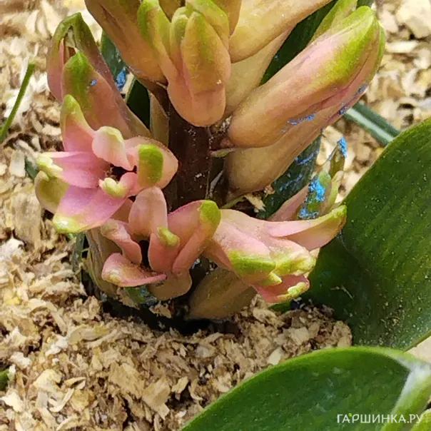 превью изображения отзыва