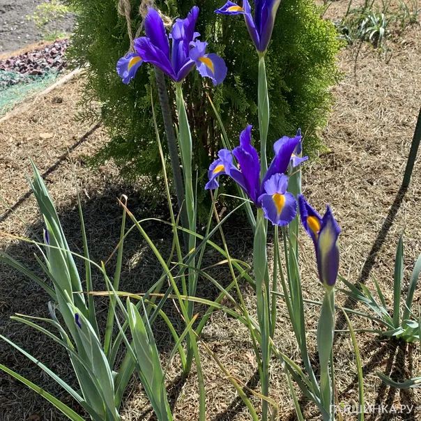 превью изображения отзыва