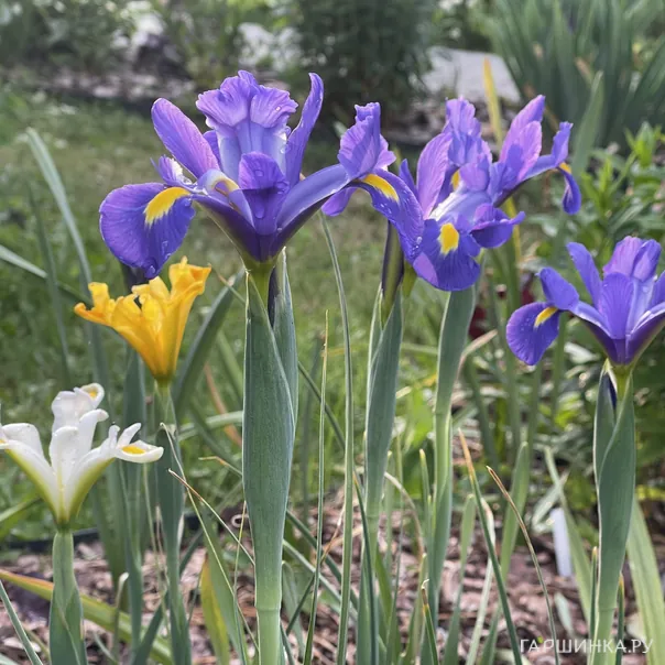 превью изображения отзыва