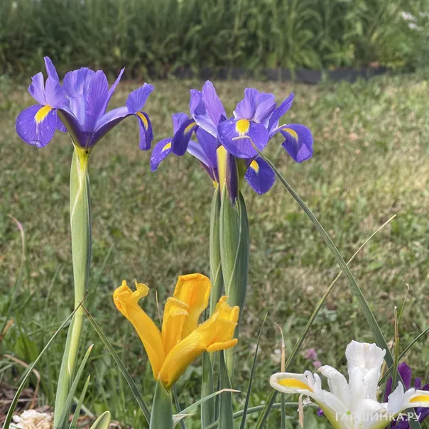 превью изображения отзыва