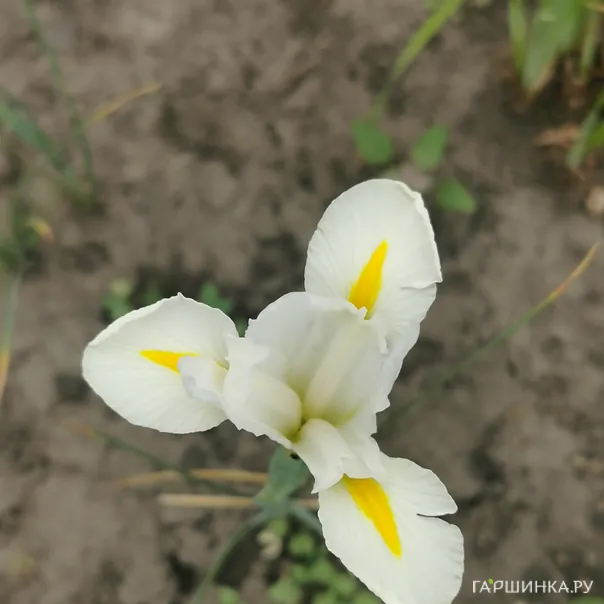 превью изображения отзыва