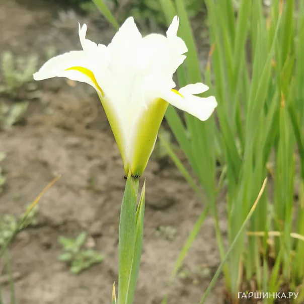 превью изображения отзыва