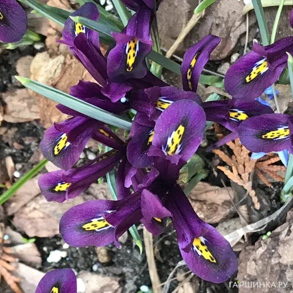 превью изображения отзыва