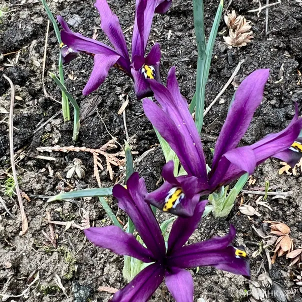 превью изображения отзыва