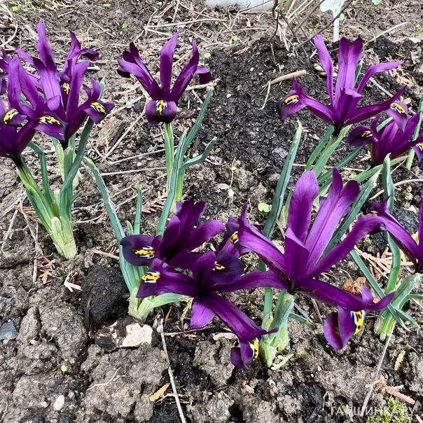 превью изображения отзыва