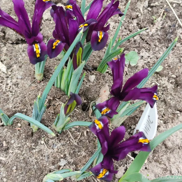 превью изображения отзыва