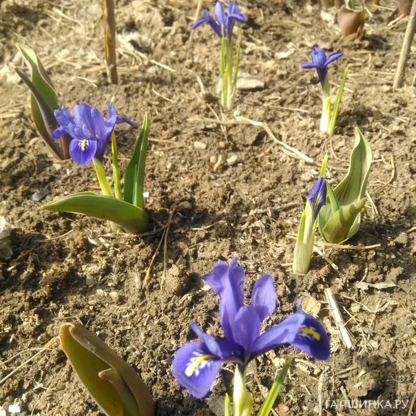 превью изображения отзыва