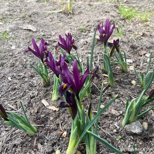 превью изображения отзыва