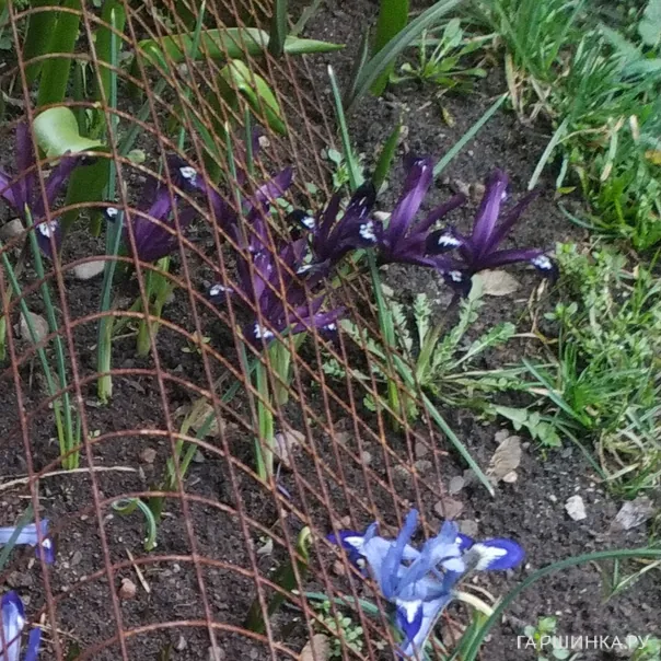 превью изображения отзыва