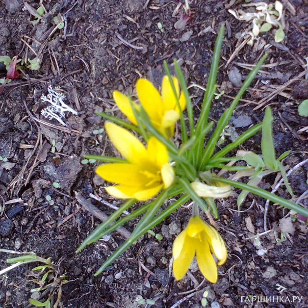 превью изображения отзыва