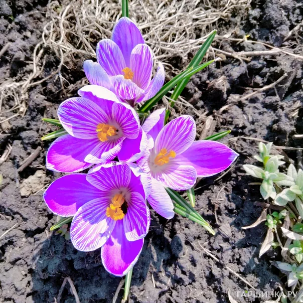 превью изображения отзыва