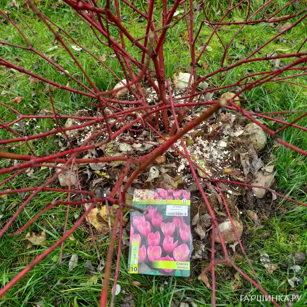 превью изображения отзыва