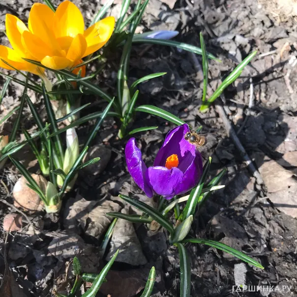 превью изображения отзыва