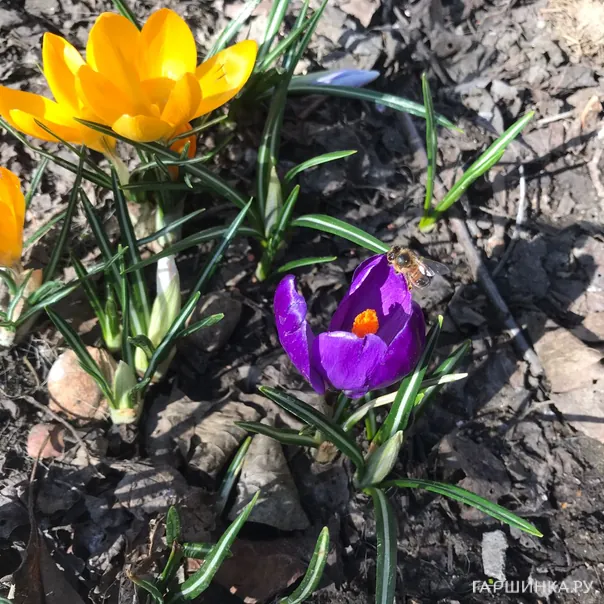 превью изображения отзыва