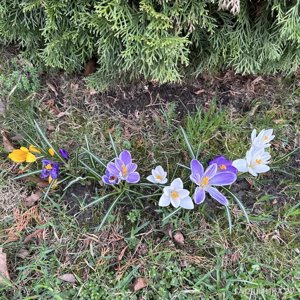 превью изображения отзыва